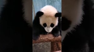 Панда Катюша общается со своим кипером дядей Игорем. Включайте звук! 🐼