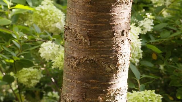 Prunus sargentii - Sargent Cherry смотреть онлайн