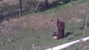 Медведица спасает медвежонка