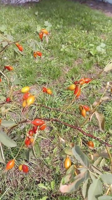 Дикий шиповник смотреть онлайн