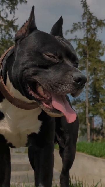 стаффорд амстафф стаффордширскийтерьер #амстафф #стаффорд #stafford #стаффордширскийтерьер #amstaff смотреть онлайн