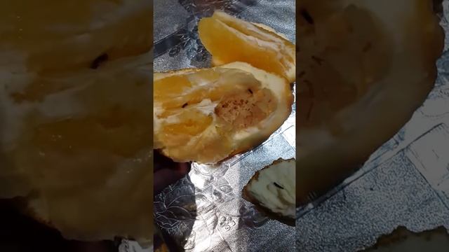 Черви в апельсинах! Что это? смотреть онлайн