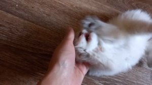 Котята Невская маскарадная