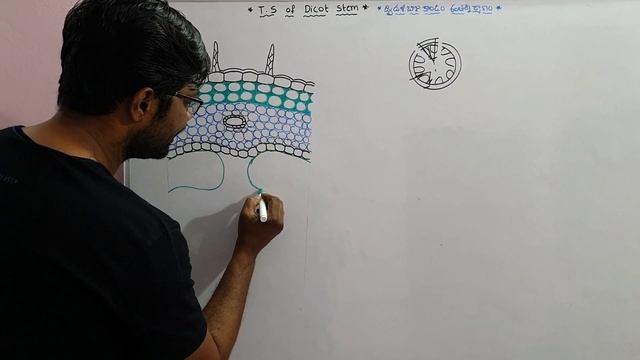Botany practicals TS of Dicot Stem Drawing | ద్విదళబీజ కాండం అంతర్ణిర్మాణం పటం смотреть онлайн