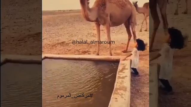 اهداء لي متابعيني تصميم مركاض المرموم смотреть онлайн