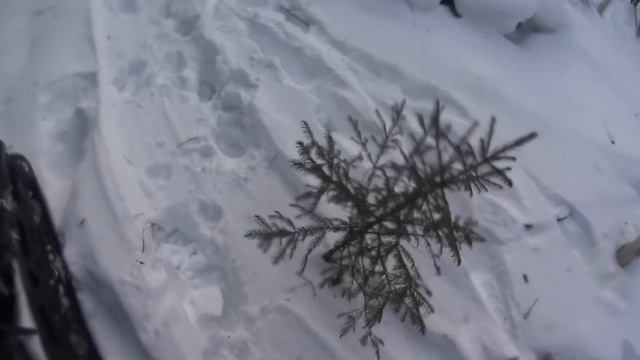 ВОЛК ходит по ПУТИКУ\ Проверка капканов на соболя/ смотреть онлайн