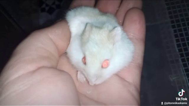 бедная девочка. смотреть онлайн