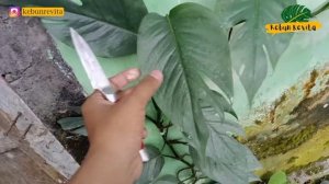 Budidaya Epipremnum Variegata & Cebu Blue