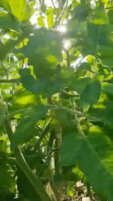 Томат Кандинский от #уральскийдачник #томаты #огородники #огород #фокусгруппауральскогодачника смотреть онлайн