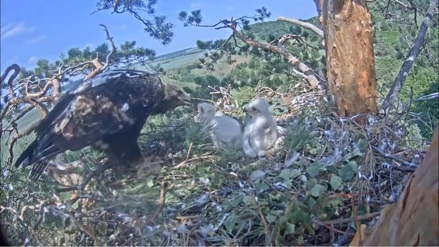 Гнездо Солнечного Орла - Могильника 11.06.2021 смотреть онлайн