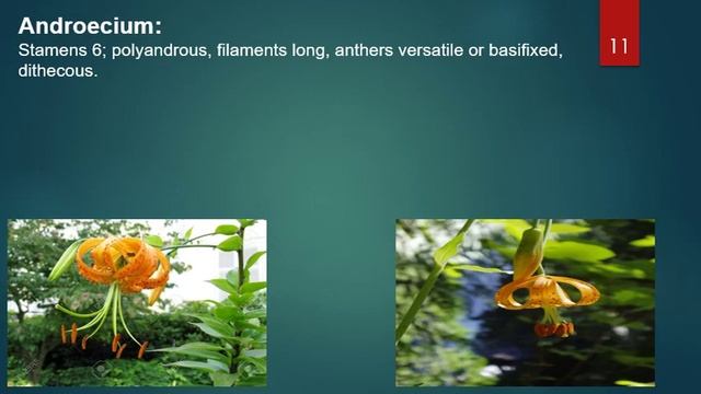 Family Liliaceae (Lecture No 16) смотреть онлайн