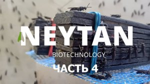 NEYTAN (часть 4) "Первые мухи"