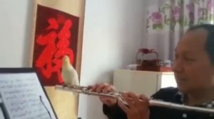 AMAZING Animals Reacting to Music