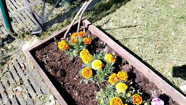 Что посадить на грядку с тюльпанами