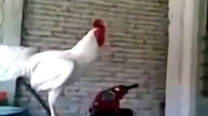 Петух ржет. Смех петуха.