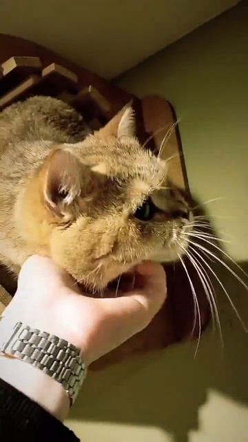 Ну как ругать такую булочку 🥹🩷🐈⬛ #зоогостиницаспб #гостиницадлякошек #котики #отельдлякошек