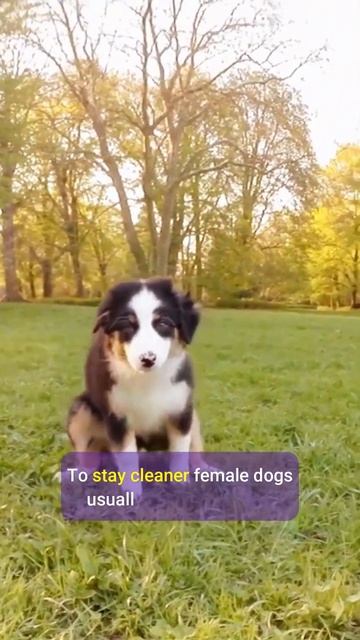 🐶Pee Postures: Why Male Dog Lifts Leg and Female Squats? смотреть онлайн