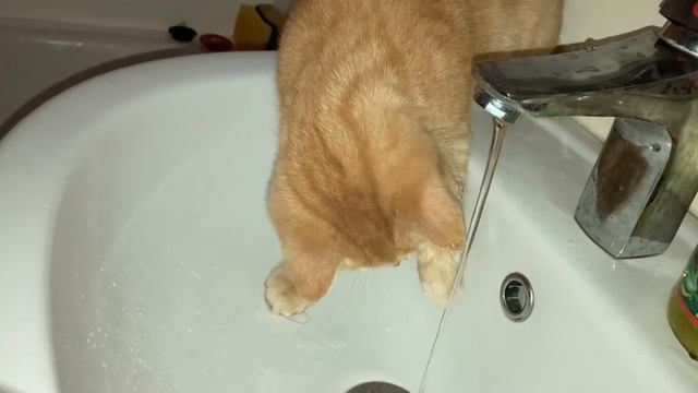 #КотКузя, #домашниелюбимцы Котёнок Кузя на водопое в раковине смотреть онлайн
