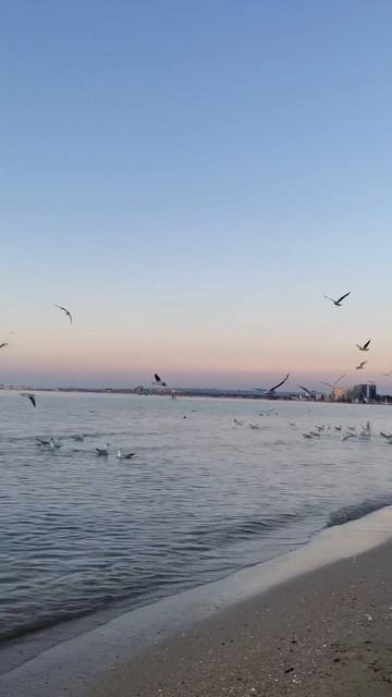 АНАПА ЧАЙКИ МОРЕ 🌊🐋 #море#дельфин#чайки##vlog#жизнь#shortsclip#youtube#анапа#сочи#геленджик#россия смотреть онлайн