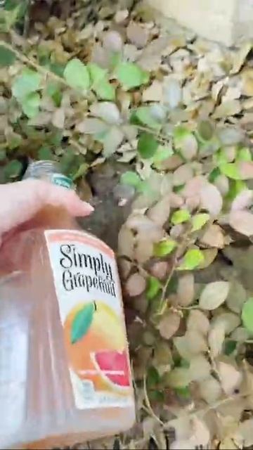 Citrus juice fertilizer #shorts
