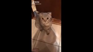 если ты хороший котик, скажи мяу