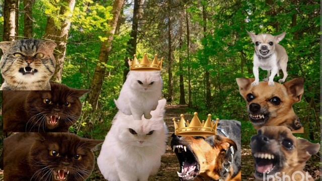 песня про взаимоотношения кошек и собак!! смотреть онлайн