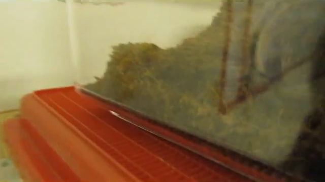 Grammostola Rosea Feeding смотреть онлайн