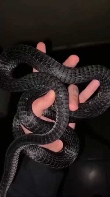 snake 🐍 #shorts смотреть онлайн