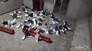 Голуби Таджикский Акуши Истаравшан