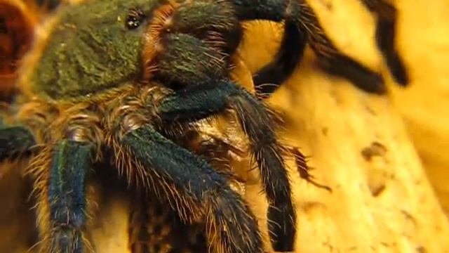 Green Bottle Blue Tarantula (Chromatopelma cyaneopubescens) смотреть онлайн