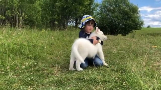Питомник сибирских хаски Волыч: кобель Цезарь