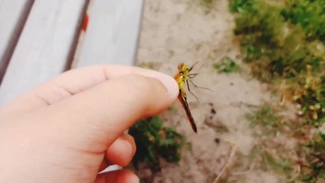 прогулка во дворе. сбор насекомых. #явернулся
