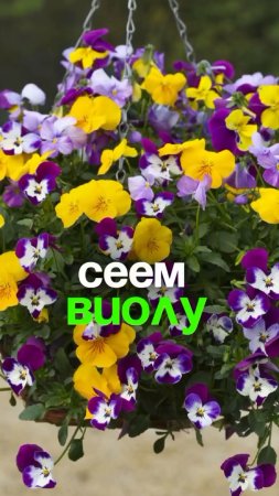 Посев ампельной Виолы