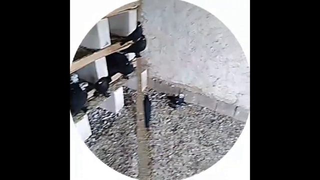 76 та кабутар бор сотилади +77771592141 34 таси кора соч сизи хакка кизил хакка ок бор смотреть онлайн