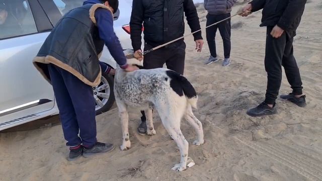 поле Елкен Балкан! смотреть онлайн