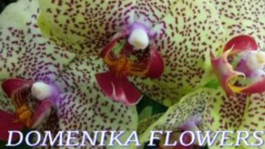 №1027/ ВСЕ ЖЁЛТЫЕ орхидеи на ДВА ЦВЕТАНОСА по АКЦИИ в с/ц DOMENIKA FLOWERS