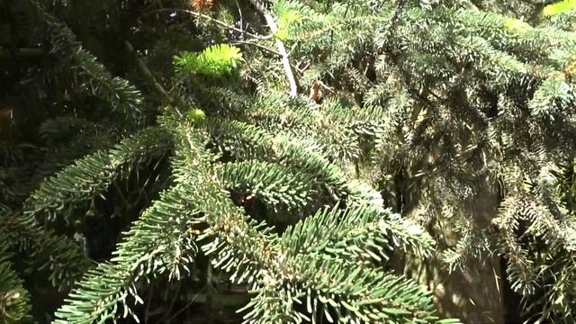Abies cephalonica Loudon (jedle řecká) смотреть онлайн