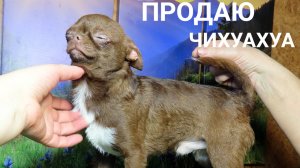 #СКИДКИ до 08.03.25 #чихуахуа Несквик #купитьчихуахуа 89215950848 #продаю_щенков_чихуахуа ДОСТАВКА