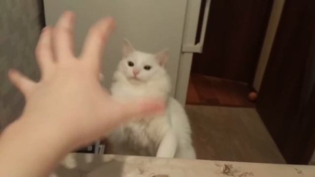 Кот-воин.Разозлили кота. Кот-демон. Злой кот. смотреть онлайн