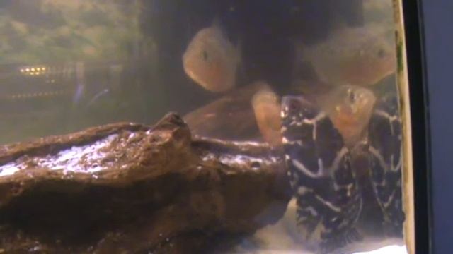 Pirhana en oscar смотреть онлайн