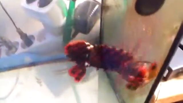 Odontodactylus scyllarus смотреть онлайн