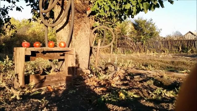 EDgun Matador R3M .25 VS ПОМИДОР или JSB 6.35 King Heavy 2.20 в ветер смотреть онлайн