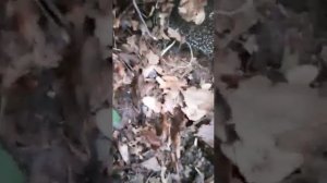 Маленькие ежики... ч.1.
