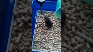 Мы купили хомячка🐹🐾