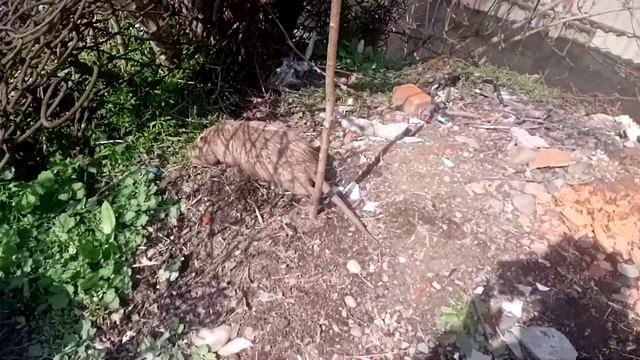 нутрий ручние часть 2 смотреть онлайн