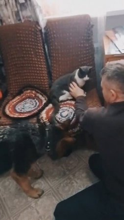 Сегодня кто-то останется без хвоста😸🐶