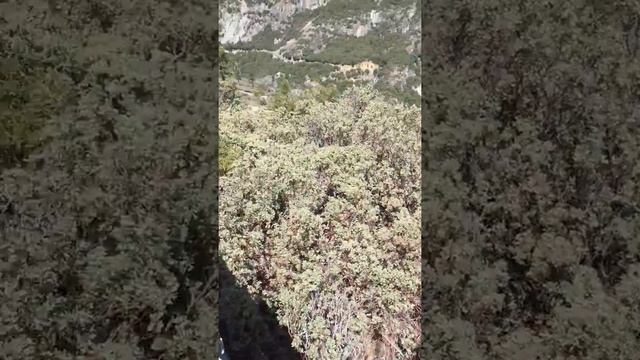 Fresno California jungles #بروش смотреть онлайн