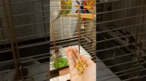Как приручить волнистого попугая к рукам! #попугай #волнистый #Джеки