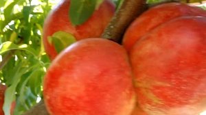 Білом'ясий нектарин Мадам Бланшет. Nectarine Madame Blanсhette. Дуже смачний і крупний сорт