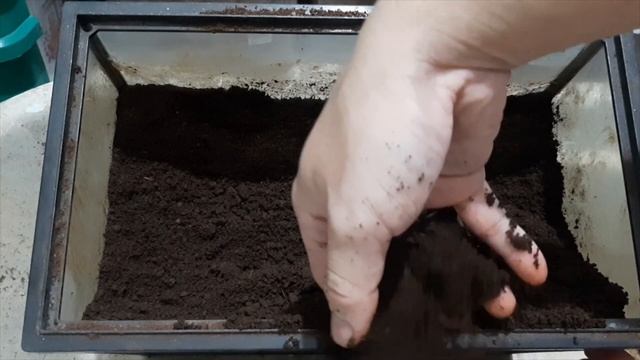 Xylotrupes Gideon, Kumbang tanduk, Peliharaan yang eksotis смотреть онлайн